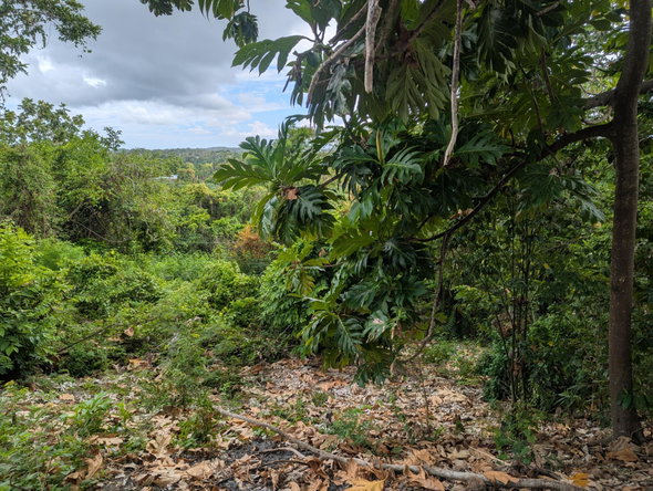 Eighteenth image of Holland Town Dalvey in Dalvey, St. Thomas, Jamaica - property is For Sale