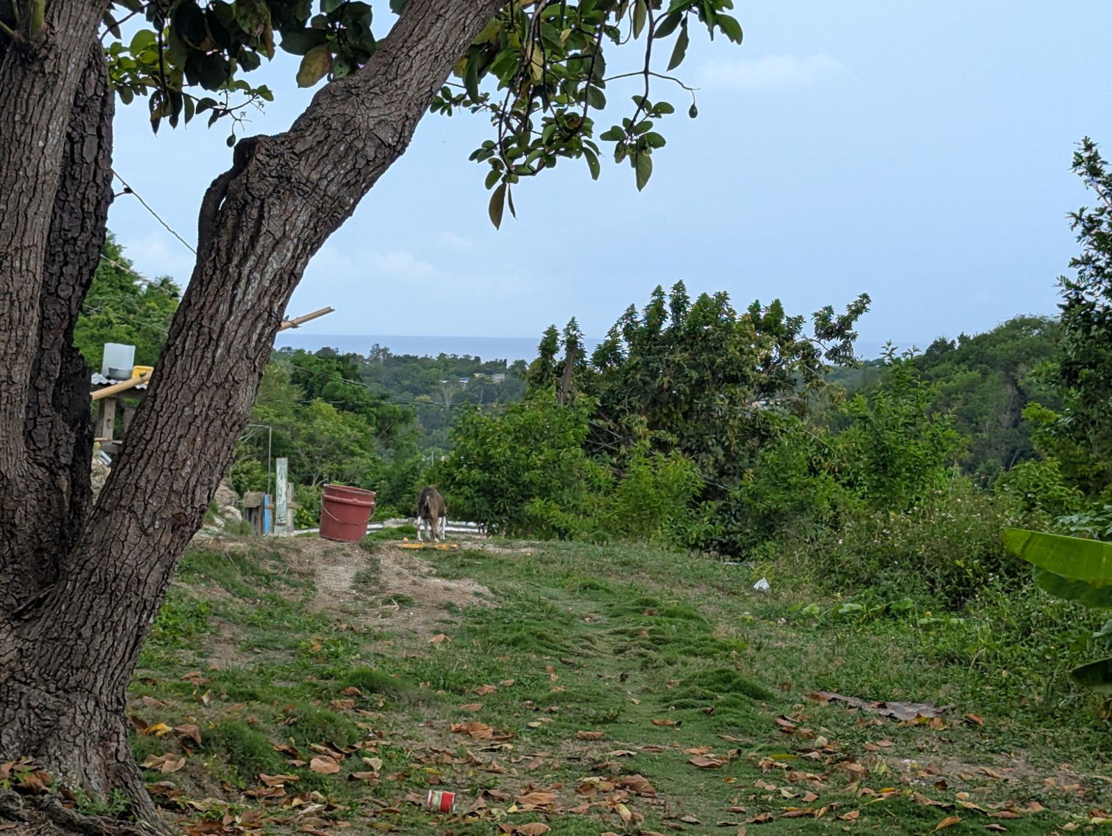 Residential-Lot-for-Sale-in-Holland-Town-Dalvey-St.-Thomas-Jamaica-–-Sea-Mountain-Views Nineteenth image of Holland Town Dalvey in Dalvey, St. Thomas, Jamaica - property is For Sale