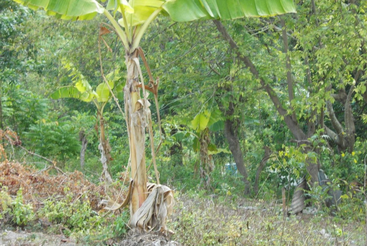 Third image of Holland Town Dalvey in Dalvey, St. Thomas, Jamaica - property is For Sale