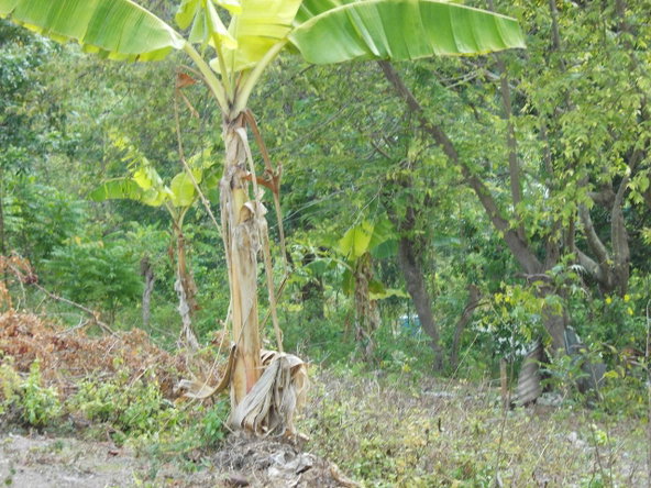 Third image of Holland Town Dalvey in Dalvey, St. Thomas, Jamaica - property is For Sale