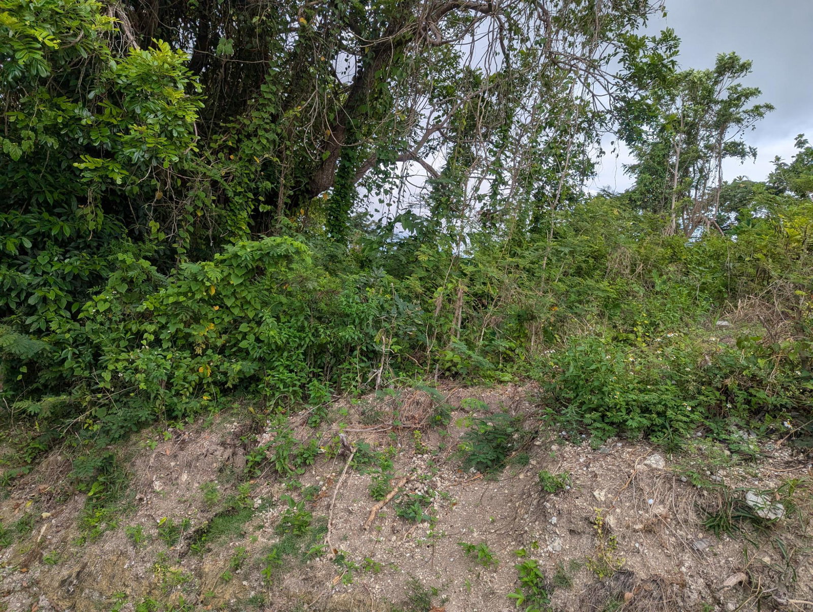 Residential-Lot-for-Sale-in-Holland-Town-Dalvey-St.-Thomas-Jamaica-–-Sea-Mountain-Views Twenty-First image of Holland Town Dalvey in Dalvey, St. Thomas, Jamaica - property is For Sale