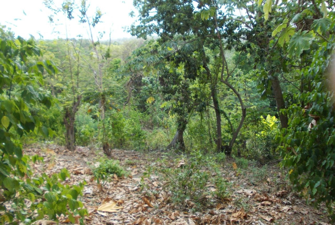 Fourth image of Holland Town Dalvey in Dalvey, St. Thomas, Jamaica - property is For Sale
