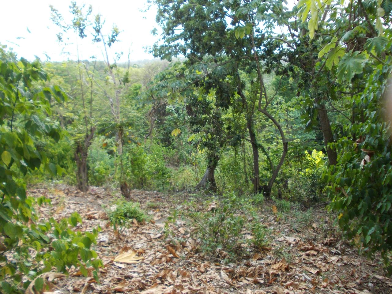 Residential-Lot-for-Sale-in-Holland-Town-Dalvey-St.-Thomas-Jamaica-–-Sea-Mountain-Views Fourth image of Holland Town Dalvey in Dalvey, St. Thomas, Jamaica - property is For Sale