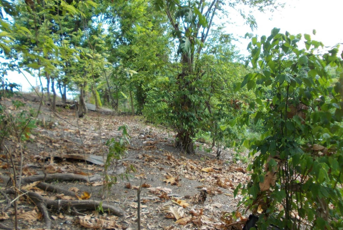 Fifth image of Holland Town Dalvey in Dalvey, St. Thomas, Jamaica - property is For Sale
