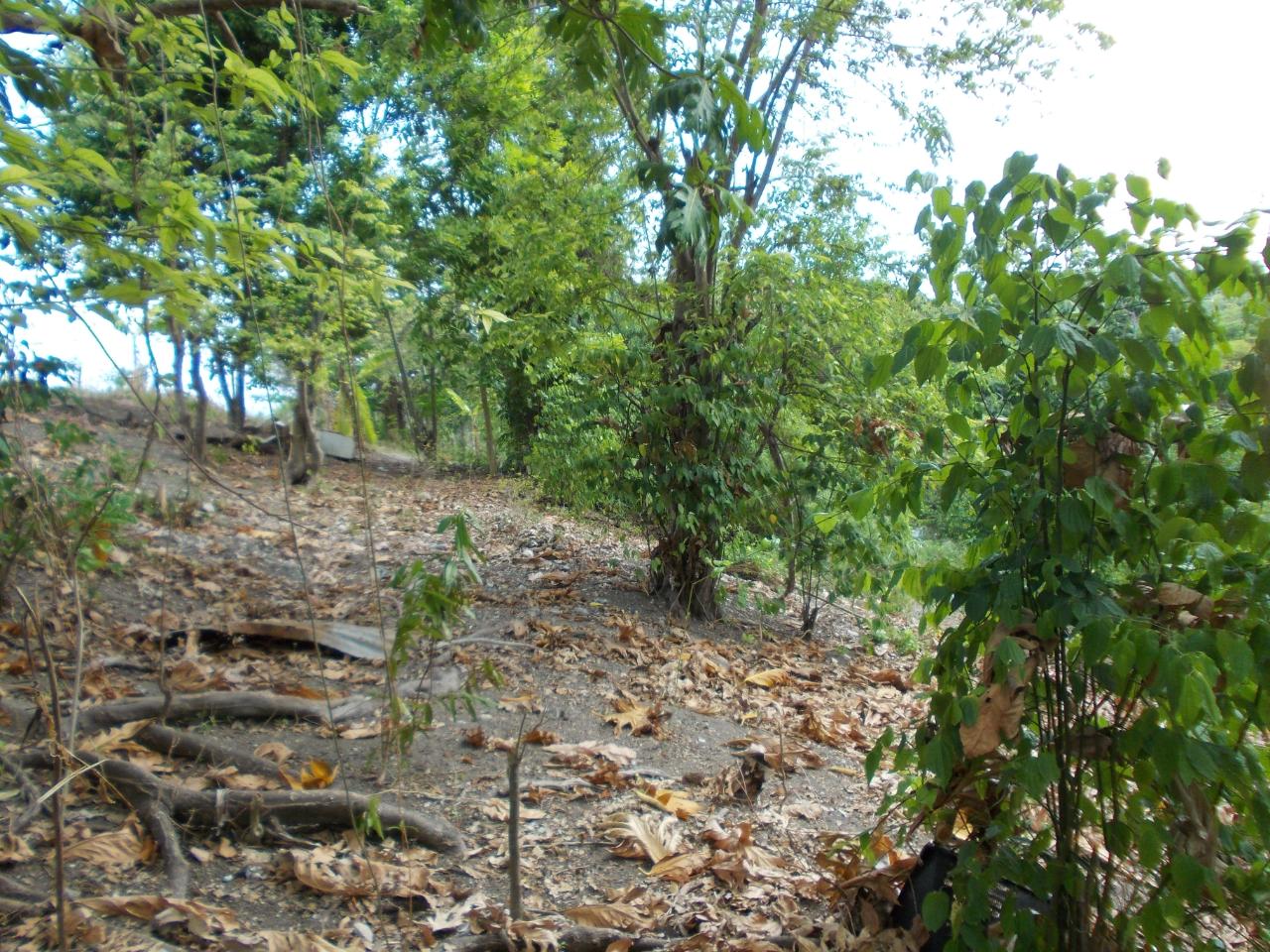 Residential-Lot-for-Sale-in-Holland-Town-Dalvey-St.-Thomas-Jamaica-–-Sea-Mountain-Views Fifth image of Holland Town Dalvey in Dalvey, St. Thomas, Jamaica - property is For Sale