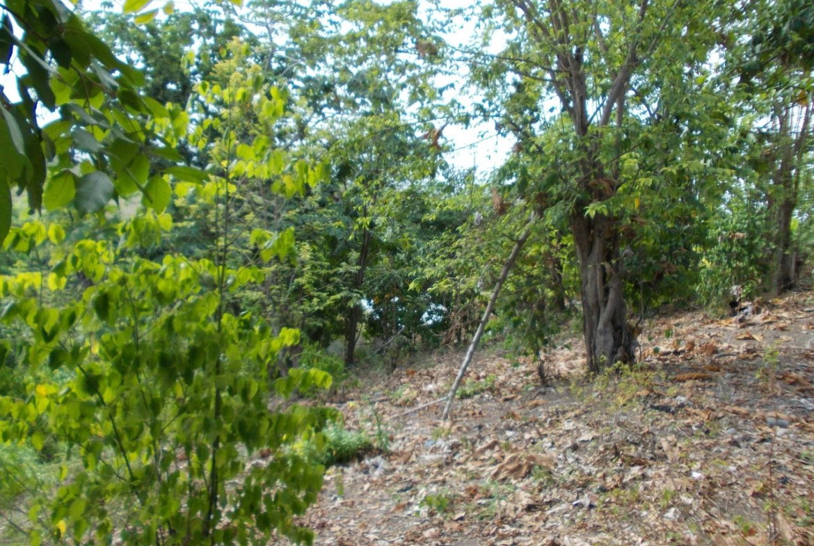 Eighth image of Holland Town Dalvey in Dalvey, St. Thomas, Jamaica - property is For Sale