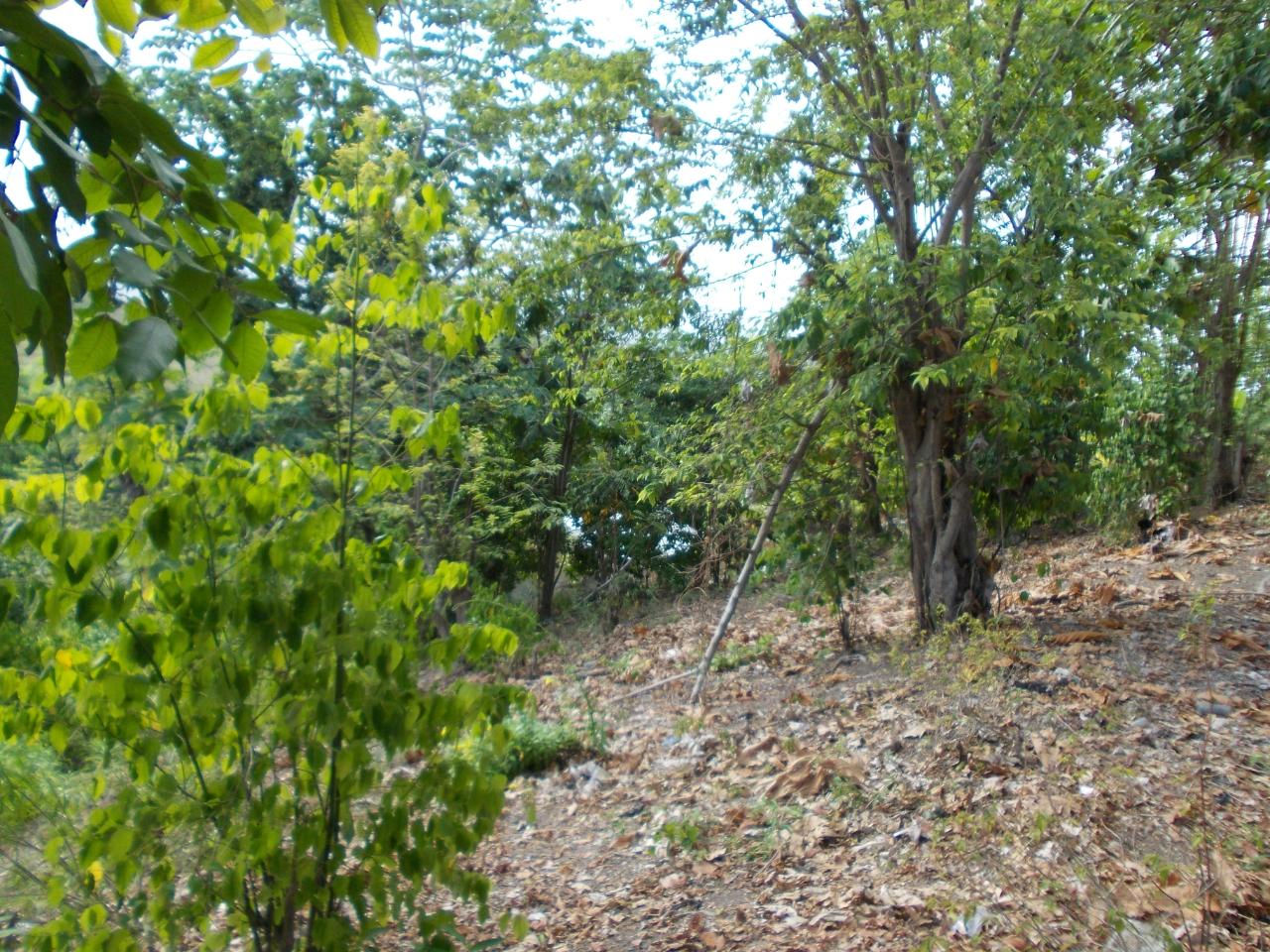 Residential-Lot-for-Sale-in-Holland-Town-Dalvey-St.-Thomas-Jamaica-–-Sea-Mountain-Views Eighth image of Holland Town Dalvey in Dalvey, St. Thomas, Jamaica - property is For Sale
