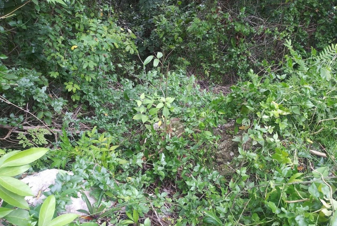 Fourth image of 303 Palm Road, Knock Patrick in Knockpatrick, Manchester, Jamaica - property is For Sale