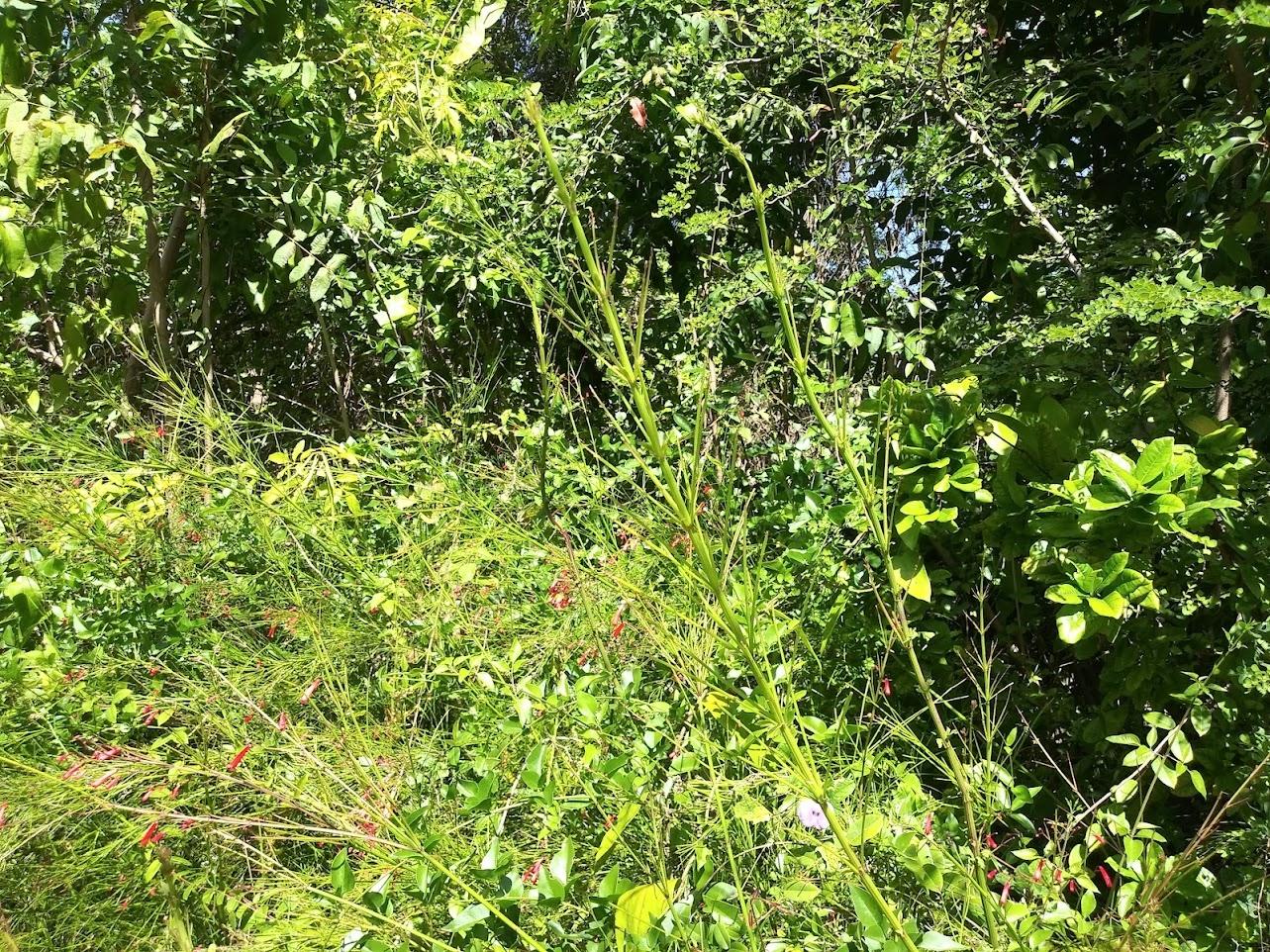 Sixth image of 303 Palm Road, Knock Patrick in Knockpatrick, Manchester, Jamaica - property is For Sale
