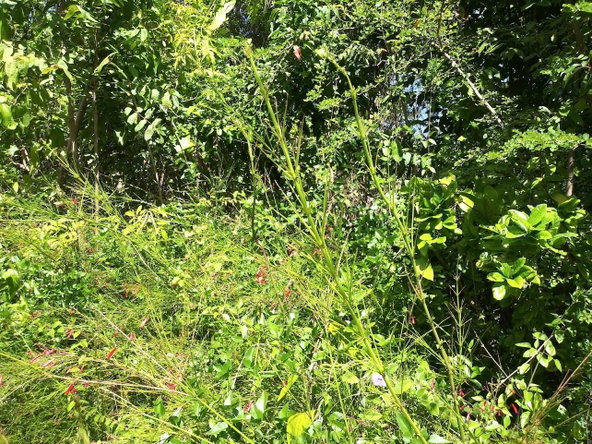 Sixth image of 303 Palm Road, Knock Patrick in Knockpatrick, Manchester, Jamaica - property is For Sale