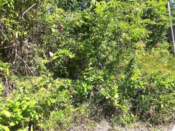 First image of 303 Palm Road, Knock Patrick in Knockpatrick, Manchester, Jamaica - property is For Sale