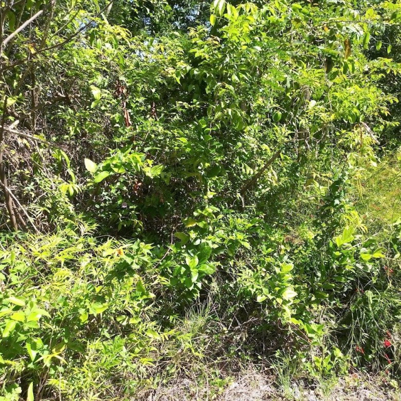 First image of 303 Palm Road, Knock Patrick in Knockpatrick, Manchester, Jamaica - property is For Sale