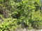 First image of 303 Palm Road, Knock Patrick in Knockpatrick, Manchester, Jamaica - property is For Sale