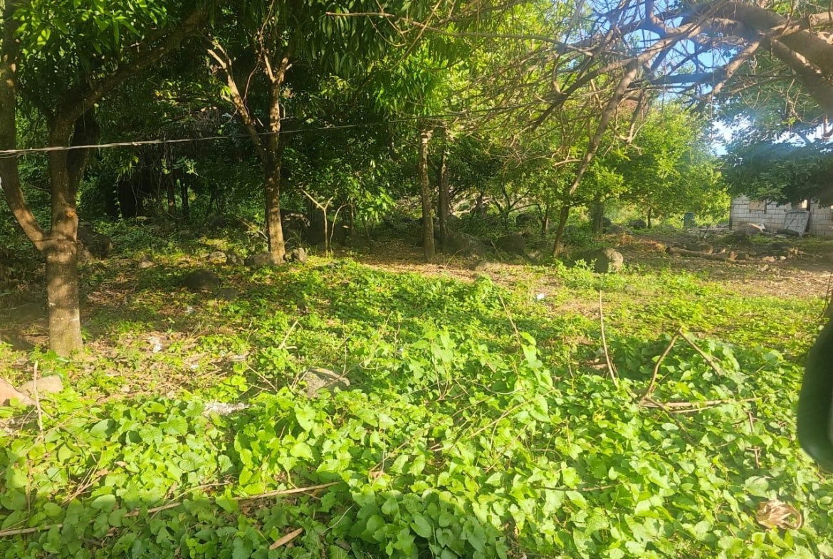 Fourth image of Llandeney, Saint Thomas in Llandewey, St. Thomas, Jamaica - property is For Sale