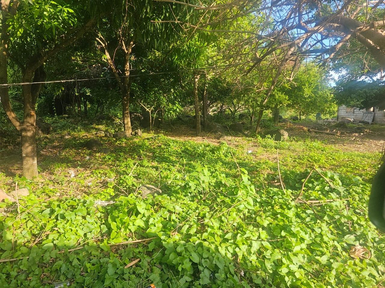 Fourth image of Llandeney, Saint Thomas in Llandewey, St. Thomas, Jamaica - property is For Sale