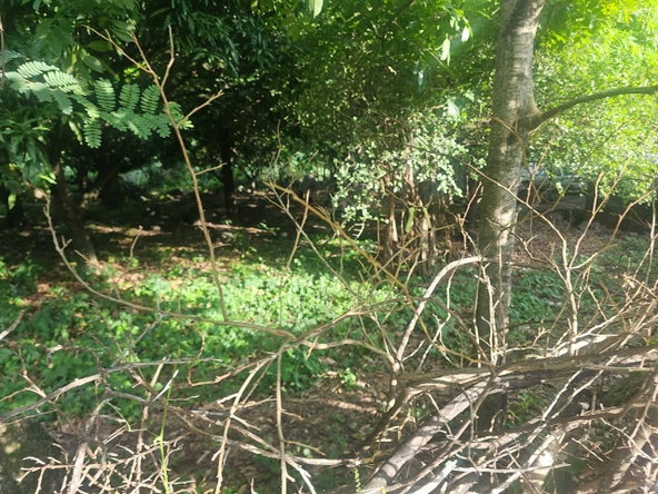 Fifth image of Llandeney, Saint Thomas in Llandewey, St. Thomas, Jamaica - property is For Sale