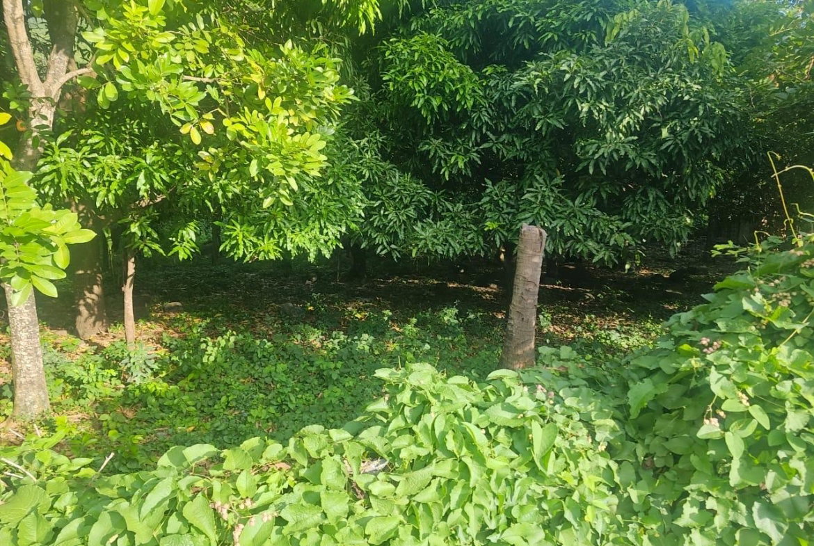 Sixth image of Llandeney, Saint Thomas in Llandewey, St. Thomas, Jamaica - property is For Sale