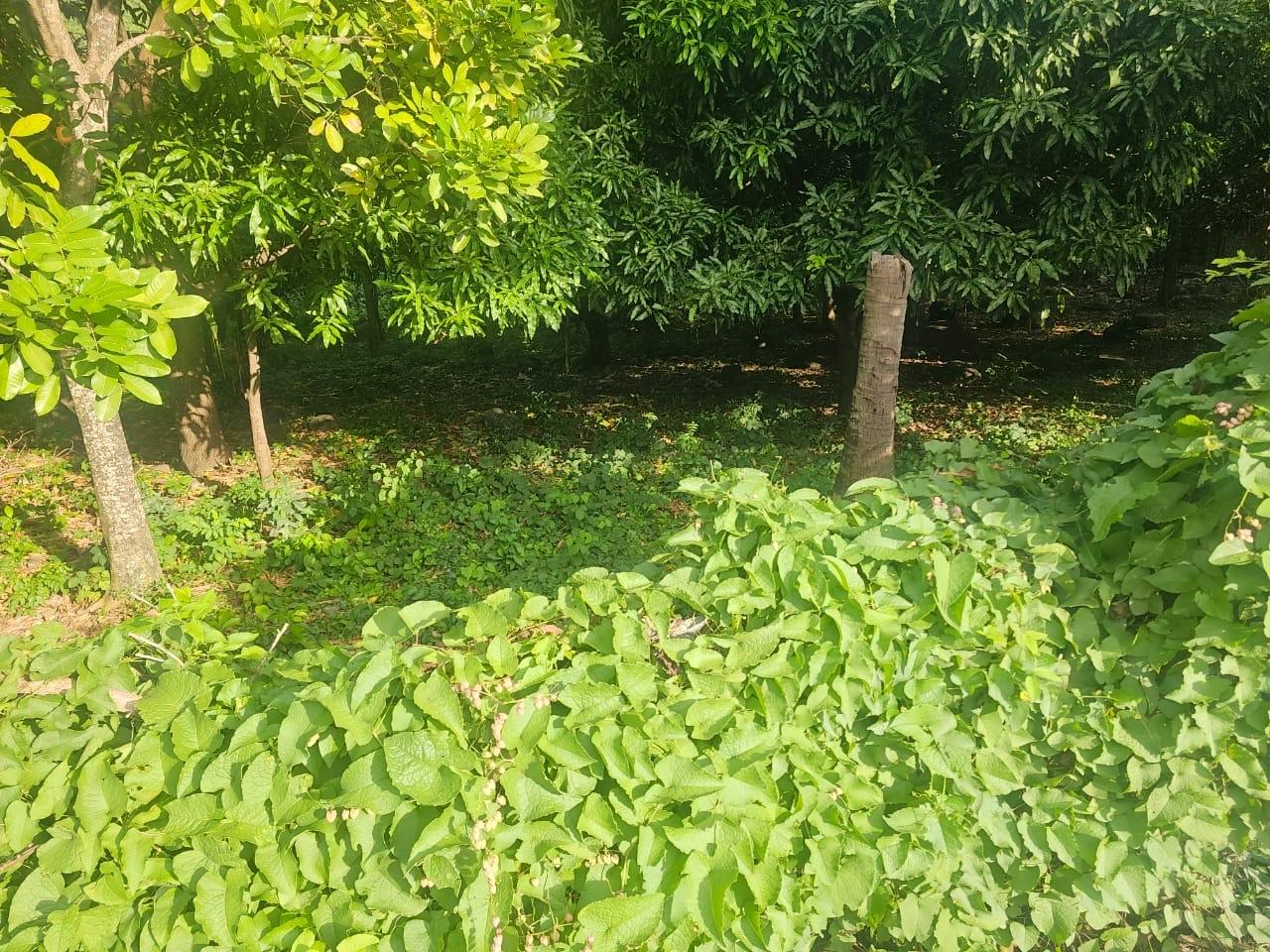 Seventh image of Llandeney, Saint Thomas in Llandewey, St. Thomas, Jamaica - property is For Sale