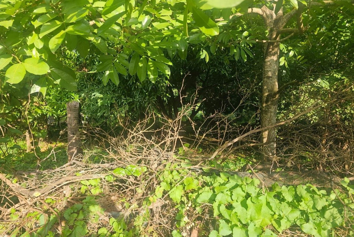 First image of Llandeney, Saint Thomas in Llandewey, St. Thomas, Jamaica - property is For Sale