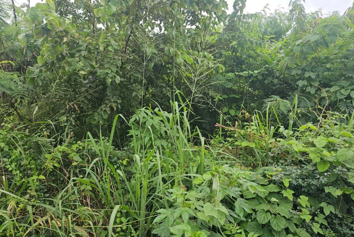 Third image of Llandeney, Saint Thomas in Llandewey, St. Thomas, Jamaica - property is For Sale