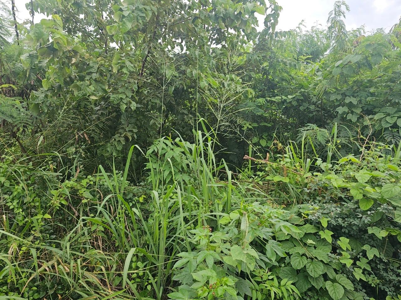 Third image of Llandeney, Saint Thomas in Llandewey, St. Thomas, Jamaica - property is For Sale