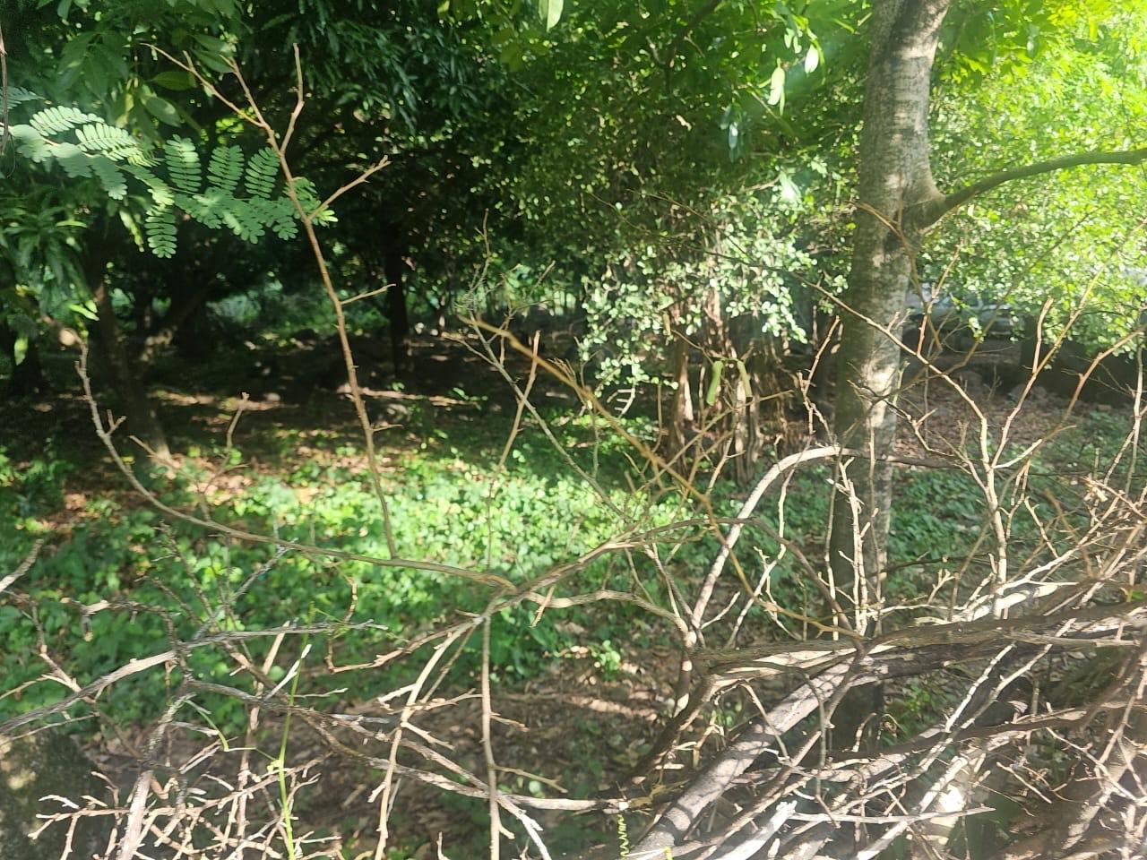 Fifth image of Llandeney, Saint Thomas in Llandewey, St. Thomas, Jamaica - property is For Sale