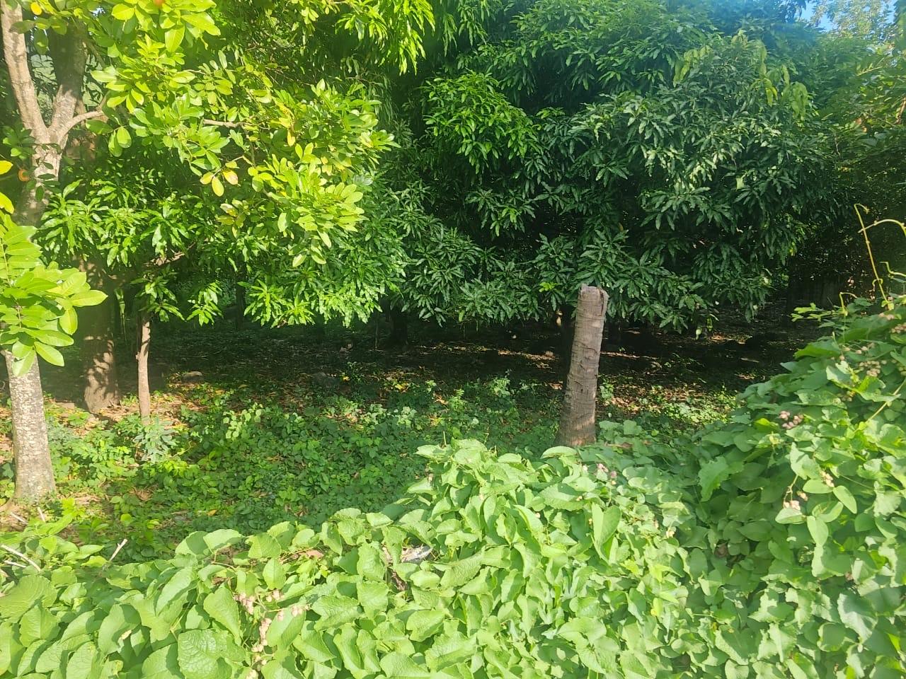 Sixth image of Llandeney, Saint Thomas in Llandewey, St. Thomas, Jamaica - property is For Sale