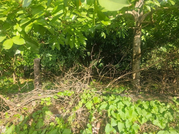 First image of Llandeney, Saint Thomas in Llandewey, St. Thomas, Jamaica - property is For Sale