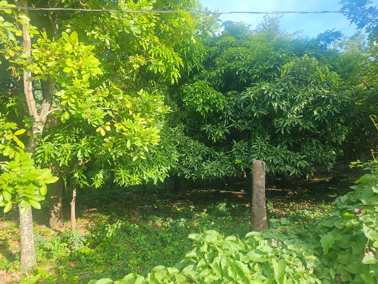 Eighth image of Llandeney, Saint Thomas in Llandewey, St. Thomas, Jamaica - property is For Sale