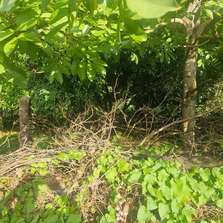 First image of Llandeney, Saint Thomas in Llandewey, St. Thomas, Jamaica - property is For Sale