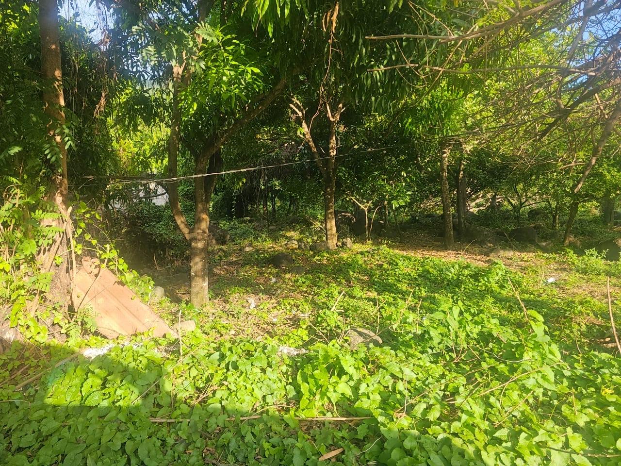 Second image of Llandeney, Saint Thomas in Llandewey, St. Thomas, Jamaica - property is For Sale