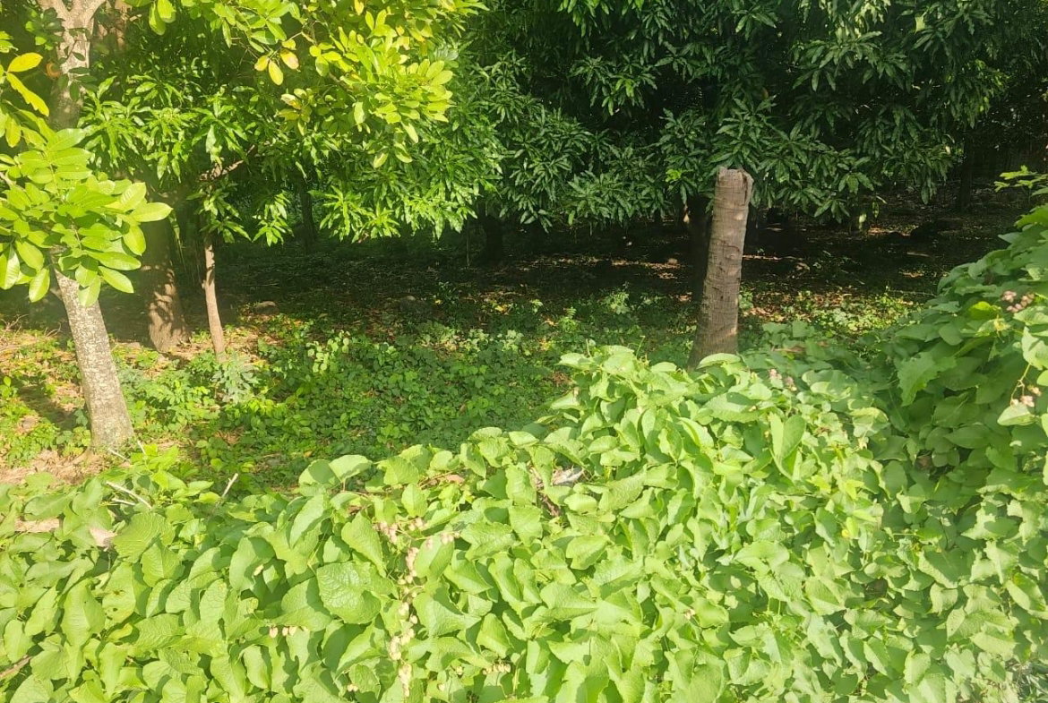 Seventh image of Llandeney, Saint Thomas in Llandewey, St. Thomas, Jamaica - property is For Sale