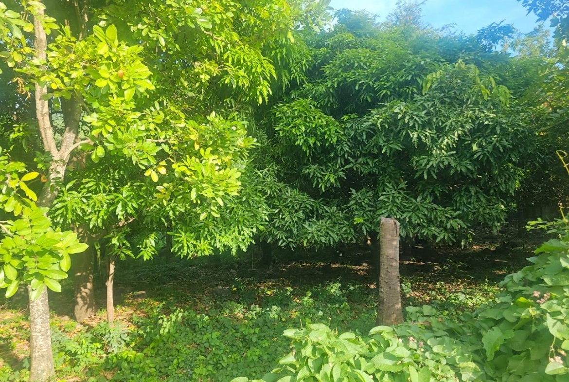 Eighth image of Llandeney, Saint Thomas in Llandewey, St. Thomas, Jamaica - property is For Sale