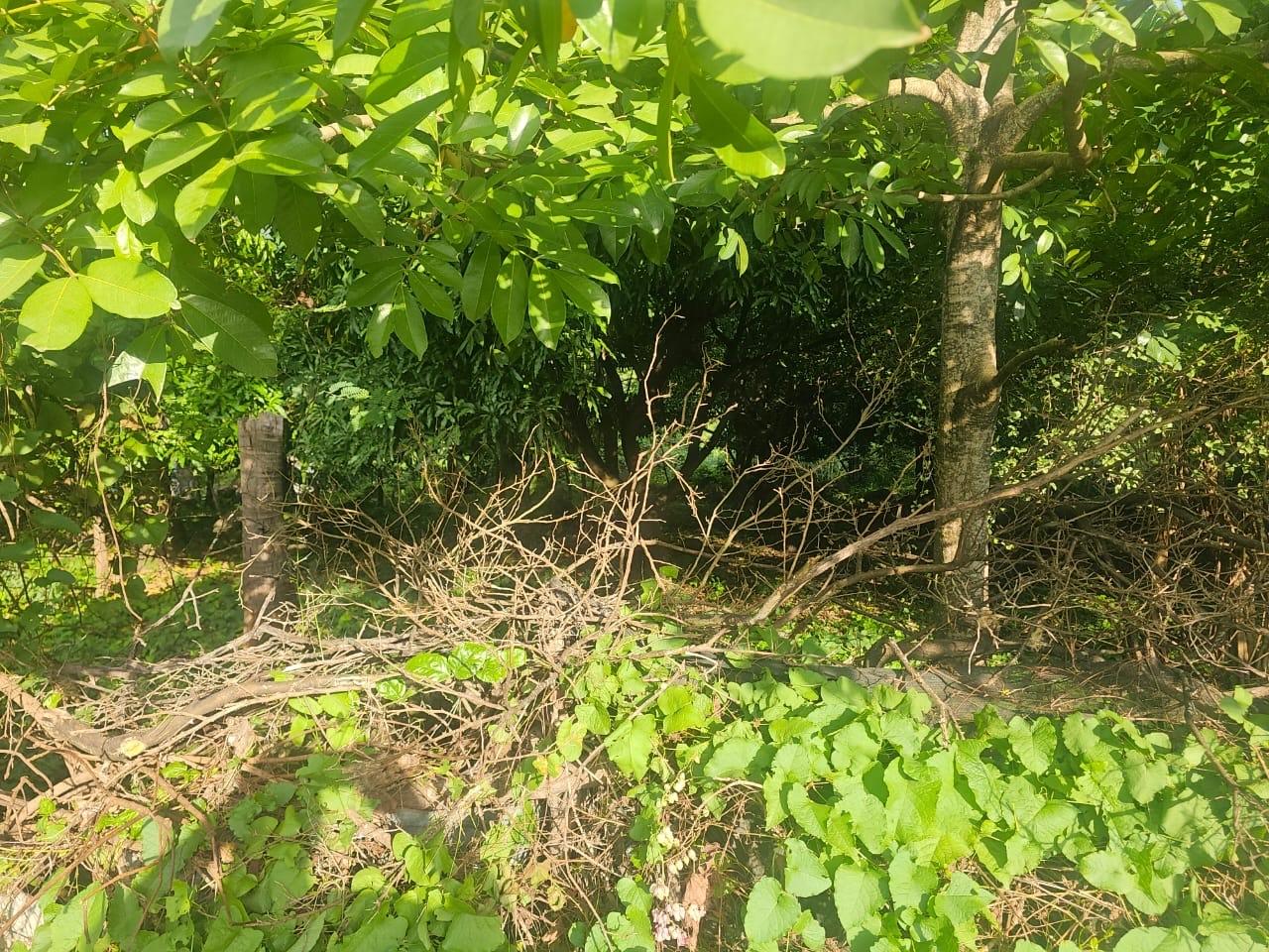 First image of Llandeney, Saint Thomas in Llandewey, St. Thomas, Jamaica - property is For Sale