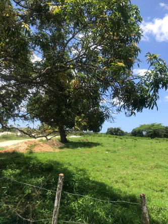 Fourth image of Lot 2- Luana Pen in Middle Quarters, St. Elizabeth, Jamaica - property is For Sale