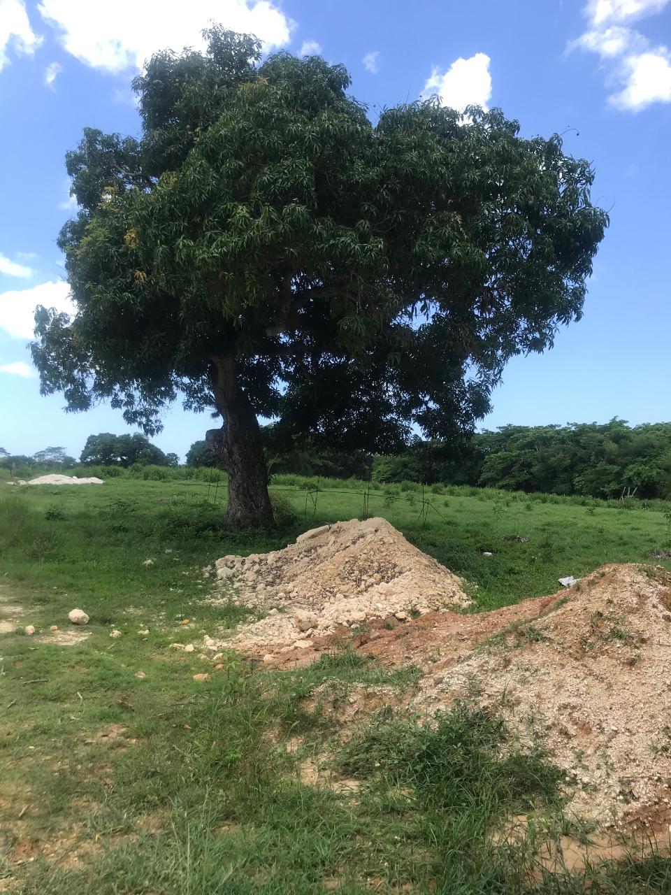 Eighth image of Lot 2- Luana Pen in Middle Quarters, St. Elizabeth, Jamaica - property is For Sale