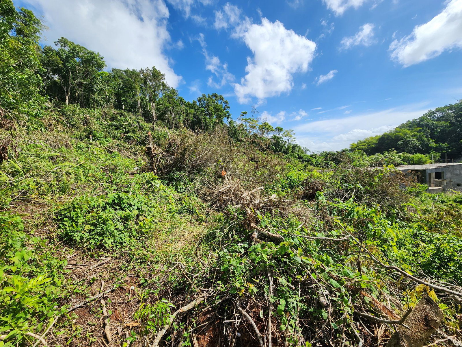 Residential-Lot-for-Sale-in-Moorlands-Estate-Mandeville-–-Prime-Half-Acre-in-Gated-Community Second image of 161 Ponderosa Pathway in Moorlands Phase1&2, Manchester, Jamaica - property is For Sale