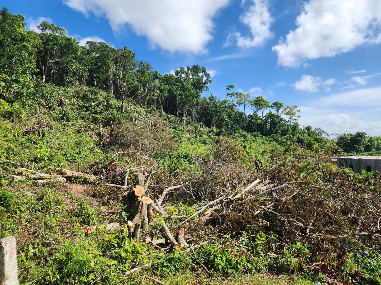 Residential-Lot-for-Sale-in-Moorlands-Estate-Mandeville-–-Prime-Half-Acre-in-Gated-Community Thirteenth image of 161 Ponderosa Pathway in Moorlands Phase1&2, Manchester, Jamaica - property is For Sale