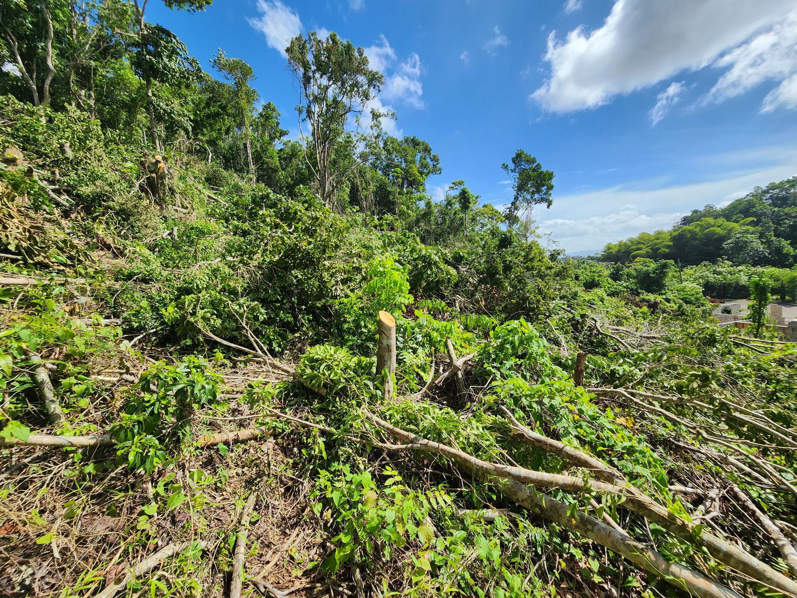 Residential-Lot-for-Sale-in-Moorlands-Estate-Mandeville-–-Prime-Half-Acre-in-Gated-Community Sixteenth image of 161 Ponderosa Pathway in Moorlands Phase1&2, Manchester, Jamaica - property is For Sale