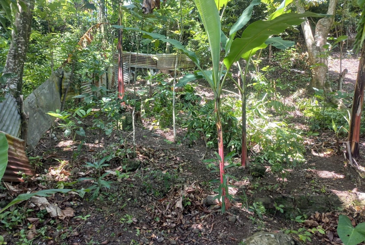 Second image of Mount Lebanus in Mount Lebanus, St. Thomas, Jamaica - property is For Sale