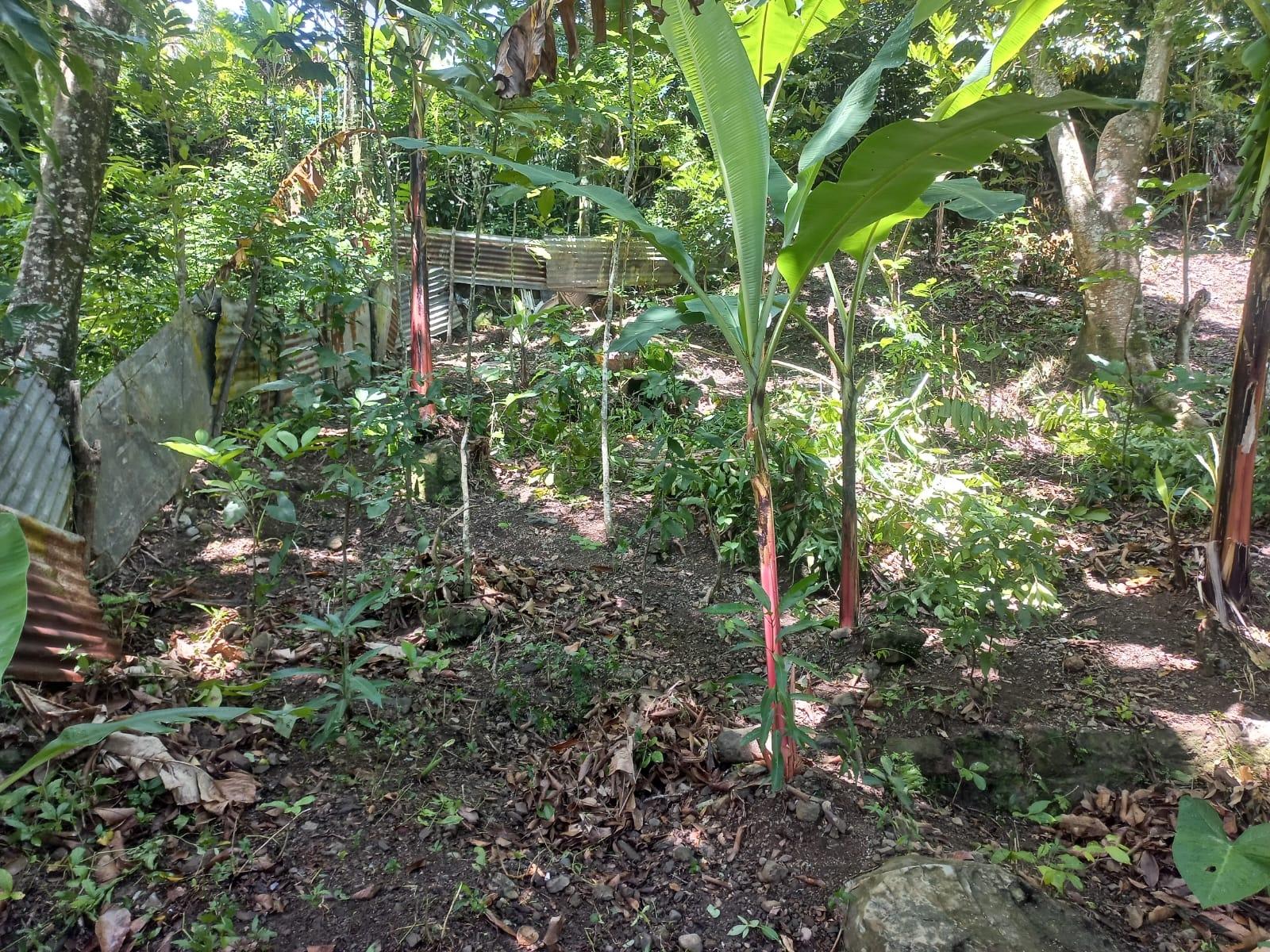 Residential-Lot-for-Sale-in-Mount-Lebanus-St.-Thomas-Jamaica Second image of Mount Lebanus in Mount Lebanus, St. Thomas, Jamaica - property is For Sale