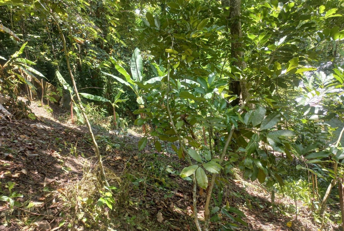 First image of Mount Lebanus in Mount Lebanus, St. Thomas, Jamaica - property is For Sale