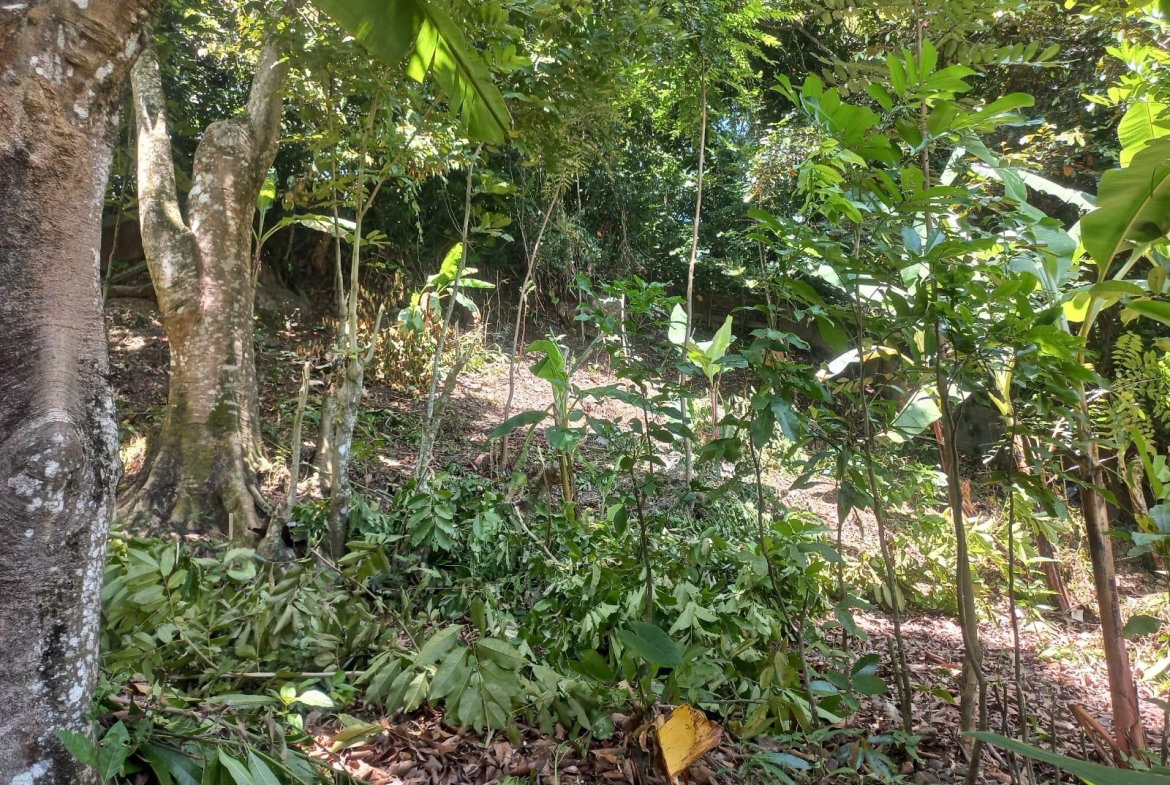Fourth image of Mount Lebanus in Mount Lebanus, St. Thomas, Jamaica - property is For Sale