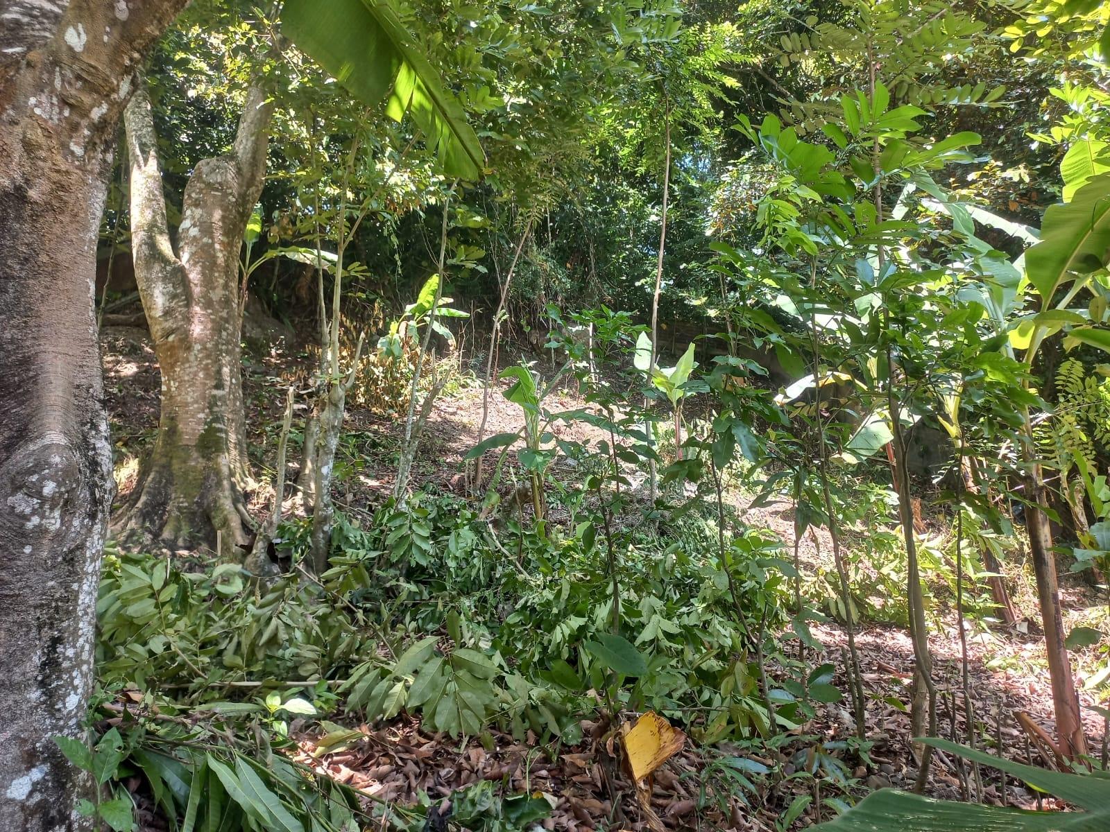 Residential-Lot-for-Sale-in-Mount-Lebanus-St.-Thomas-Jamaica Fourth image of Mount Lebanus in Mount Lebanus, St. Thomas, Jamaica - property is For Sale