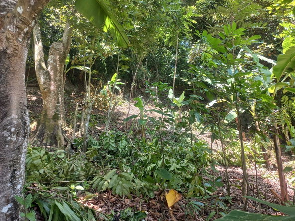 Fourth image of Mount Lebanus in Mount Lebanus, St. Thomas, Jamaica - property is For Sale