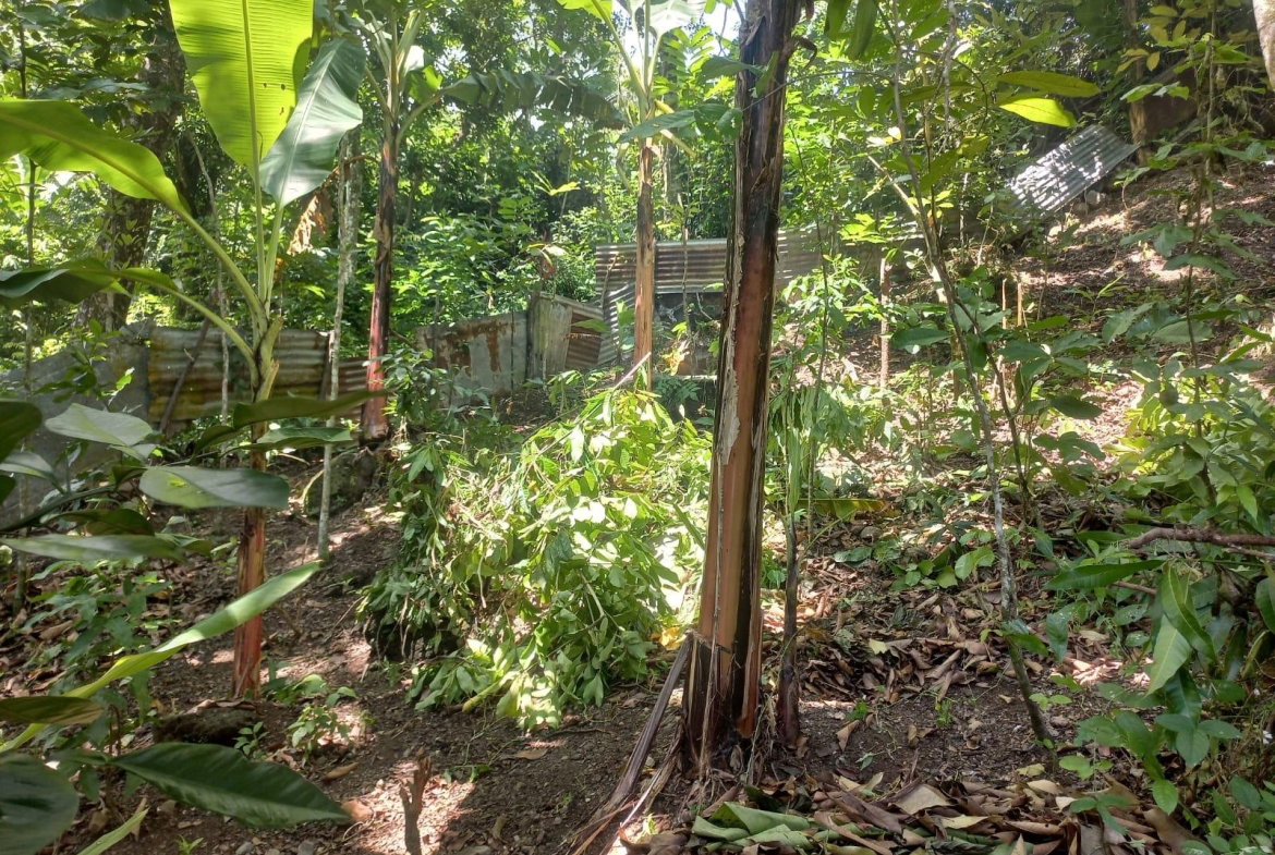 Fifth image of Mount Lebanus in Mount Lebanus, St. Thomas, Jamaica - property is For Sale