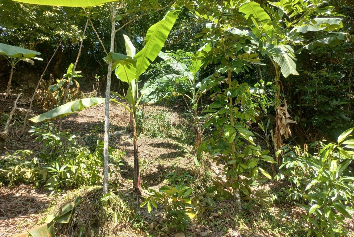 Sixth image of Mount Lebanus in Mount Lebanus, St. Thomas, Jamaica - property is For Sale