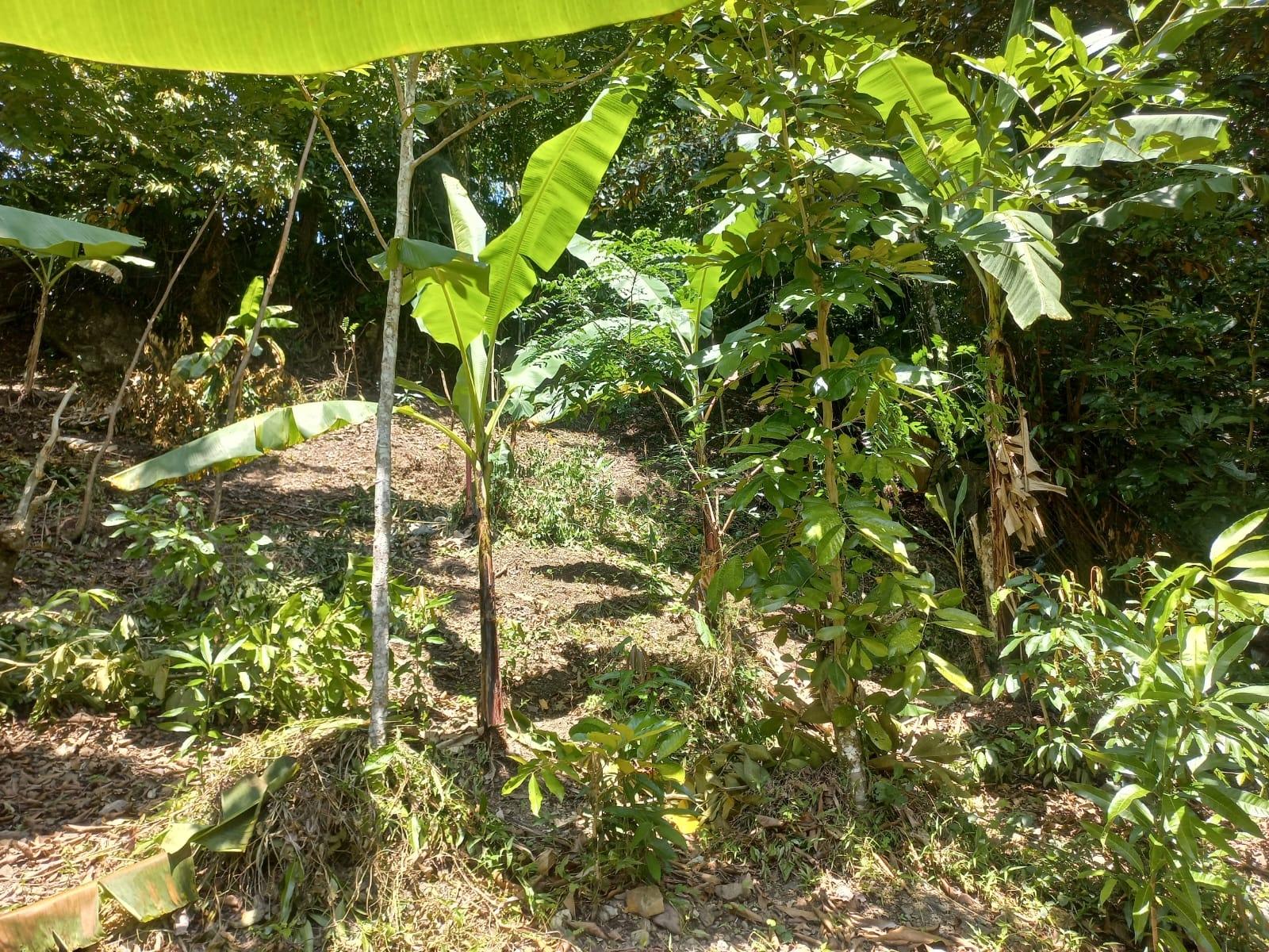 Residential-Lot-for-Sale-in-Mount-Lebanus-St.-Thomas-Jamaica Sixth image of Mount Lebanus in Mount Lebanus, St. Thomas, Jamaica - property is For Sale