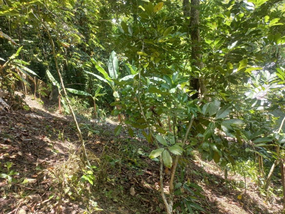 First image of Mount Lebanus in Mount Lebanus, St. Thomas, Jamaica - property is For Sale