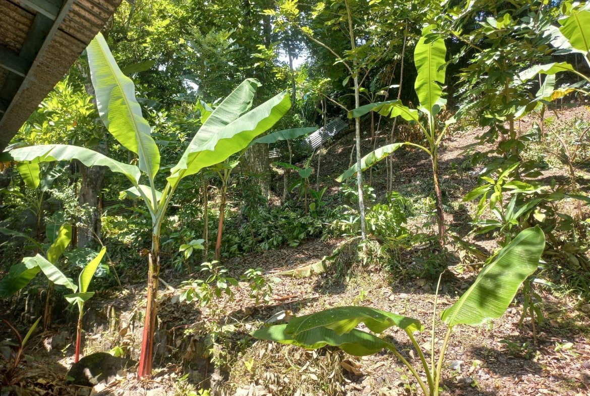Seventh image of Mount Lebanus in Mount Lebanus, St. Thomas, Jamaica - property is For Sale